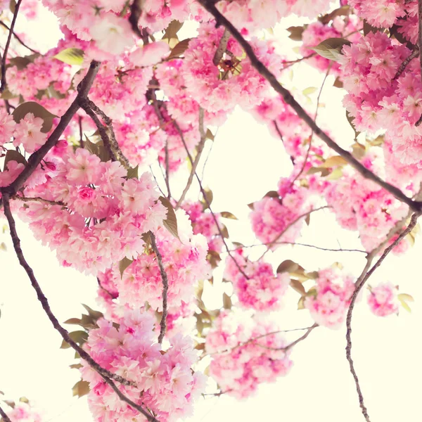 Vintage Cherry Blossoms — Stock Fotó