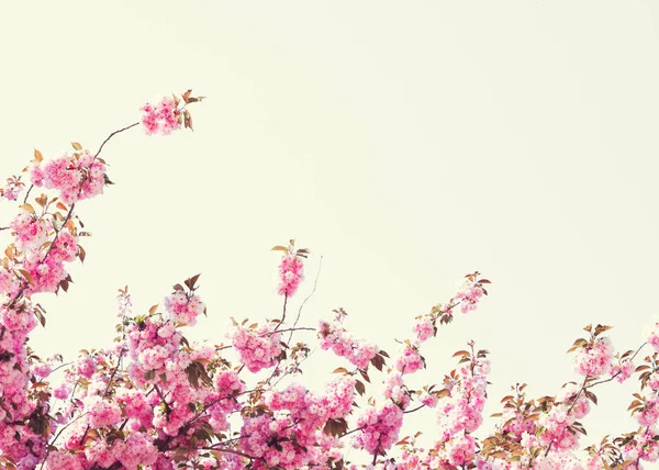 ヴィンテージ桜の花 — ストック写真