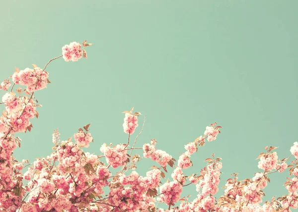 Vintage cherry blossoms — Stock Photo, Image