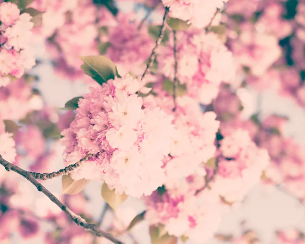 Vintage cherry blossoms — Stock Photo, Image