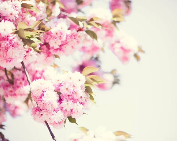 Flores de cerezo vintage —  Fotos de Stock