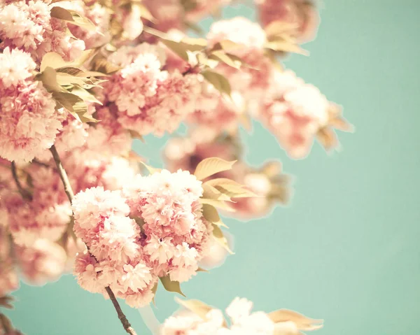 Flores de cereja vintage — Fotografia de Stock