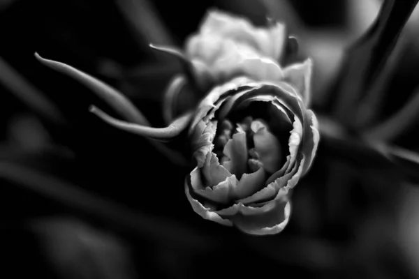 Foto Cierre Blanco Negro Flor Tulipán Vista Desde Arriba —  Fotos de Stock