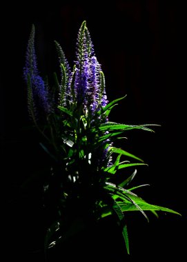 Siyah üzerine izole edilmiş mor kır çiçekleri. Veronica Longifolia. dikey bileşim