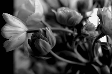  Siyah beyaz lale buketi