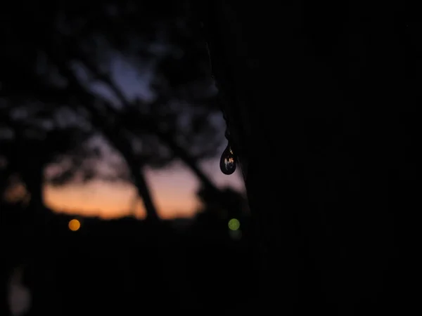Αντανάκλαση Στη Σταγόνα Νερού Πτώση Ρητίνης Δέντρου Στο Έδαφος Ηλιοβασιλέματος — Φωτογραφία Αρχείου
