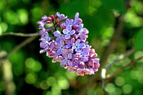 Lilac Bloom Spring Kyiv Ukraine — Stock Photo, Image