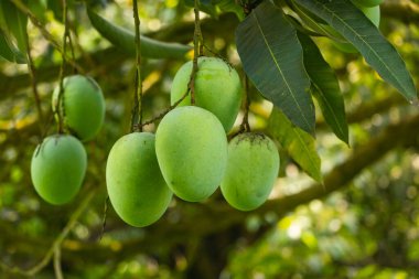 Rajshahi 'de bir mango bahçesinde yeşil mango, chapainwabganj, bangladeş