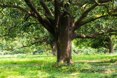 Rajshahi 'de bir mango bahçesinde kocaman bir mango ağacı, chapainwabganj, bangladeş