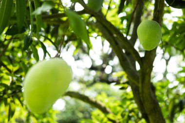 Rajshahi 'de bir mango bahçesinde yeşil mango, chapainwabganj, bangladeş