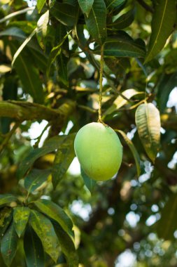 Rajshahi 'de bir mango bahçesinde yeşil mango, chapainwabganj, bangladeş