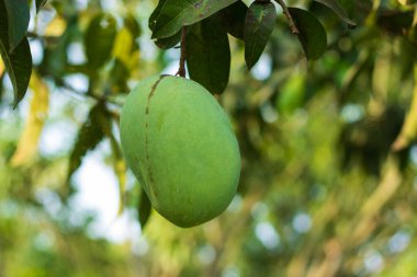 Rajshahi 'de bir mango bahçesinde yeşil mango, chapainwabganj, bangladeş