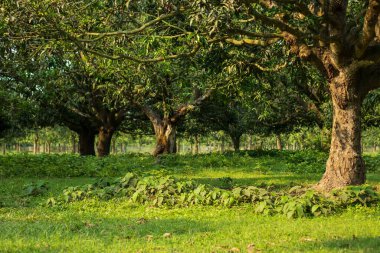 Rajshahi, Chapainawabganj, Bangladeş 'te bir sürü mango ağacı olan büyük bir mango bahçesi.