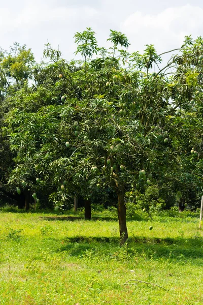A Tree full of green mangoes in a mango garden in rajshahi, chapainwabganj, bangladesh