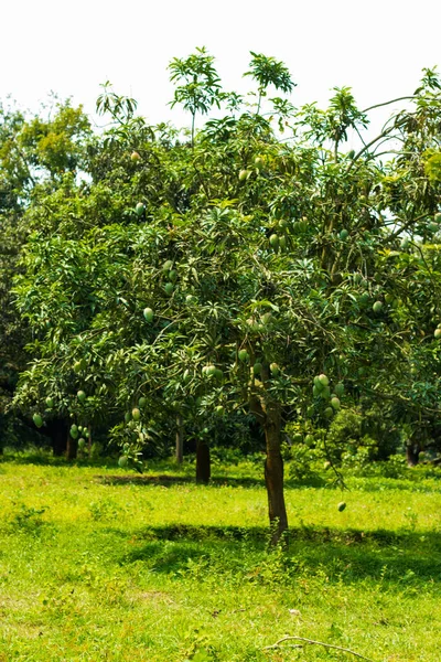 Green Mango in a mango garden in rajshahi, chapainwabganj, bangladesh