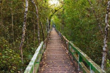 Yürüyüş yolu, Sundarbans 'ı ziyaret eden turistler için yaratıldı.