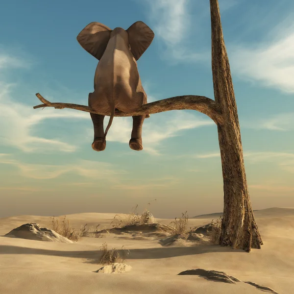 Slon sedící na tenké větvi — Stock fotografie