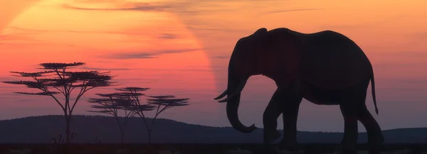 Silhouette elefante africano — Foto Stock