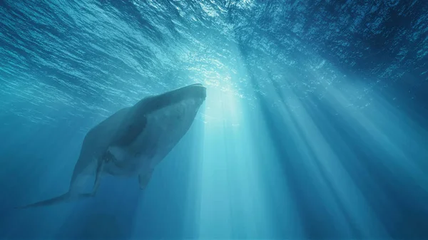 Whale djupt i havet. — Stockfoto