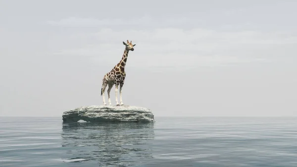 Eine Giraffe auf einem Stein — Stockfoto