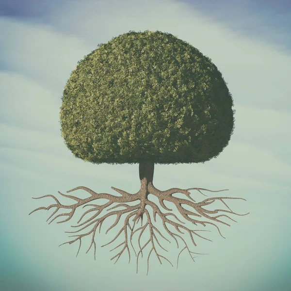 Ein perfekter Baum — Stockfoto