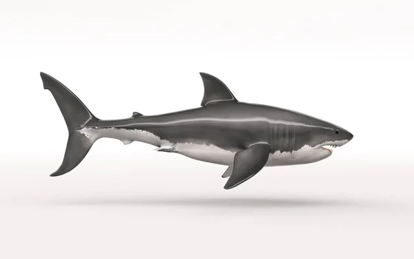 El tiburón blanco —  Fotos de Stock