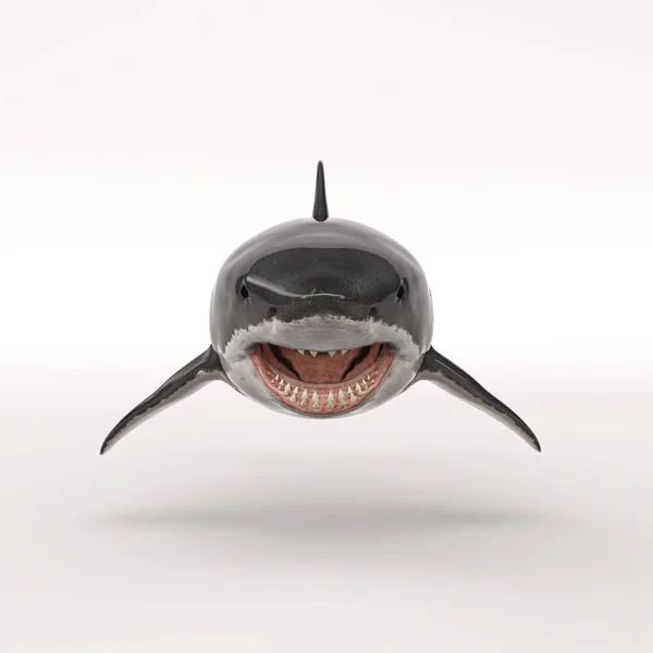 O tubarão branco — Fotografia de Stock