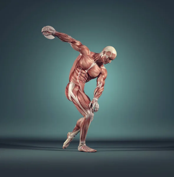 肌肉系统 — 图库照片