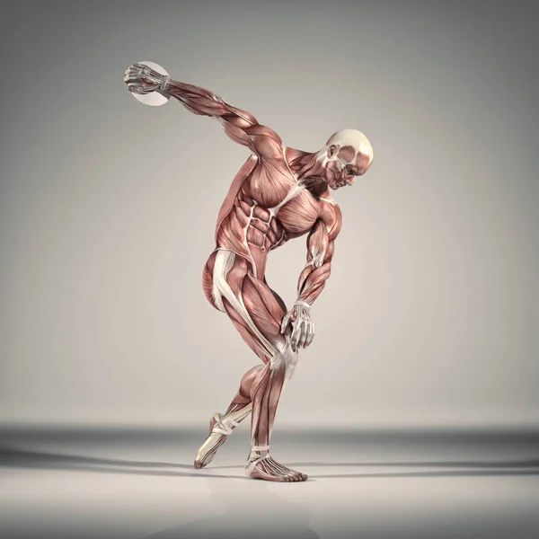 근육 시스템 — 스톡 사진