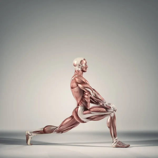 Le système musculaire — Photo