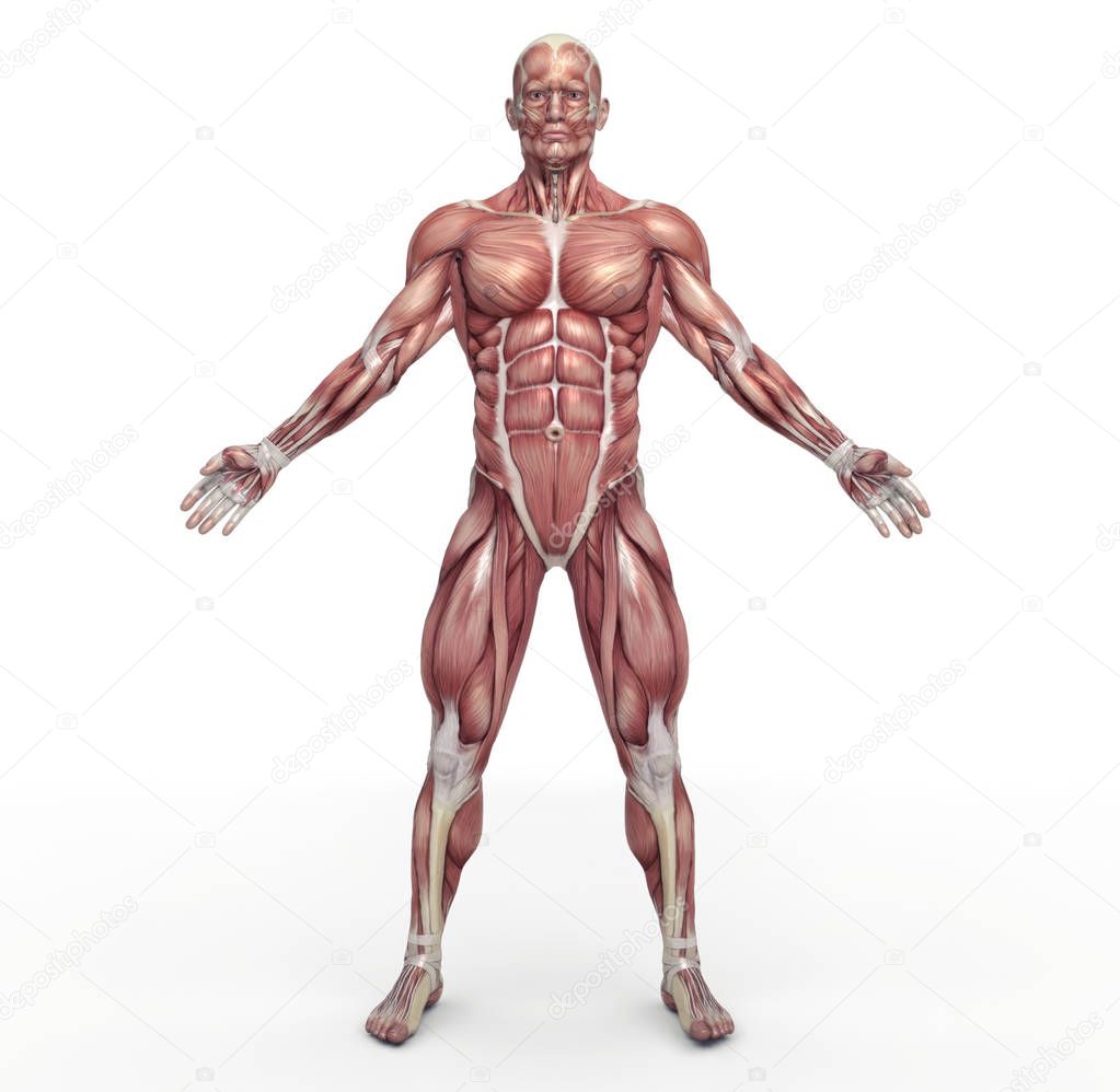  Male muscular system