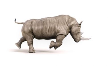 Rhino beyaz zemin üzerine