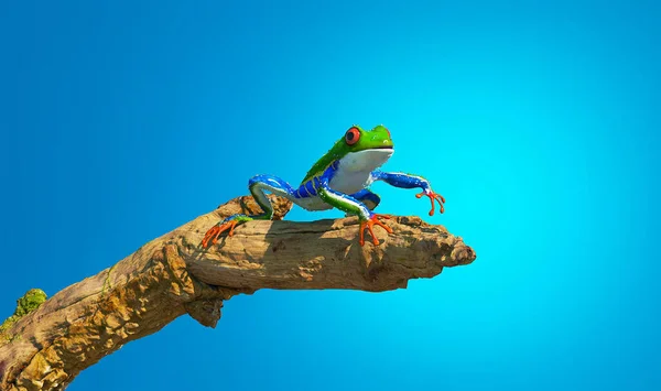 Green frog on a branch isolated un blue background . This is a 3d render illustration.