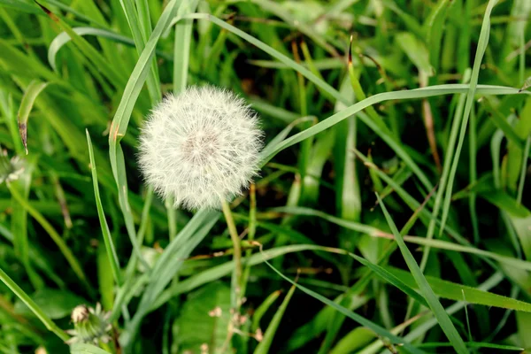 Dandelion across a fresh green background — Stock Photo, Image