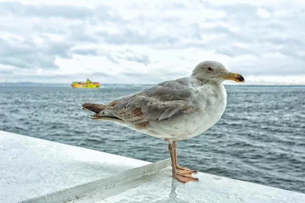 Seagull stående på ett fartyg — Stockfoto