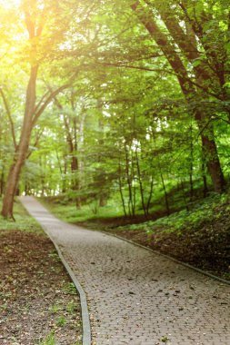 Ağaçların arasından geçen köy yolu.