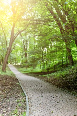 Parque Otoño colorido hermoso día soleado