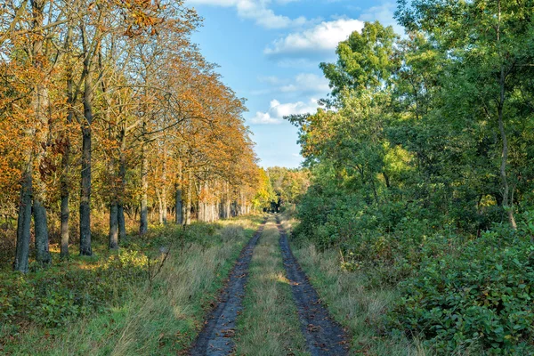 Lluvioso otoño día hojas caída dos carriles carretera viaje — Foto de Stock