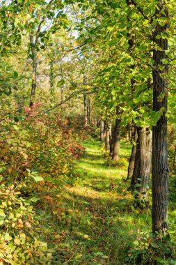 günbatımı sonbahar Park