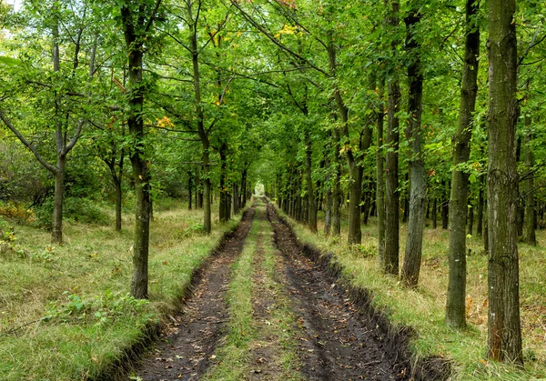 Zpevněné silnice v podzimním lese — Stock fotografie