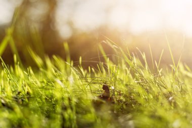 Seçici odaklı doğal yeşil arkaplan