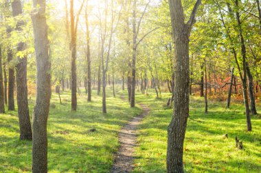 Sonbahar ormanında gün doğumu