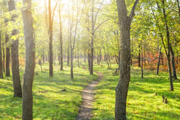 Sonbahar ormanında gün doğumu