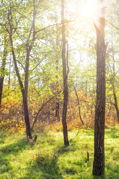 Puesta de sol en el parque de otoño. paisaje — Foto de Stock