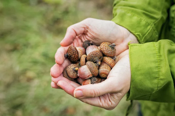 In den Händen von Frauen Beeren Eicheln Eiche. — Stockfoto