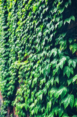 Duvarda yeşil sarmaşık