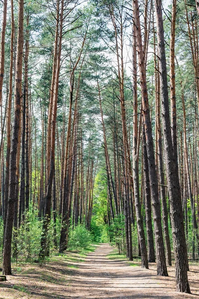 Carretera vacía en bosque de coníferas — Foto de Stock