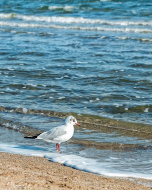 Martı Beach üzerinde tek başına duran
