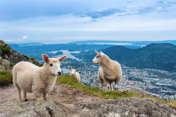 美しい山の牧草地で羊の群れ ロイヤリティフリーのストック画像