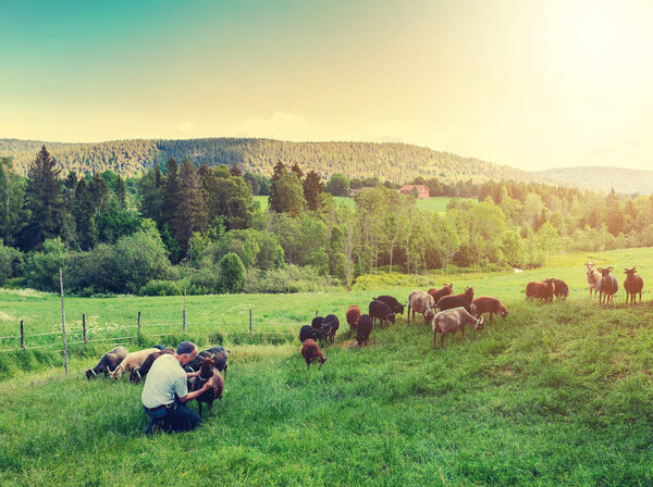 Высоко в горах на закате пастухи пасут скот среди панорамы диких лесов
